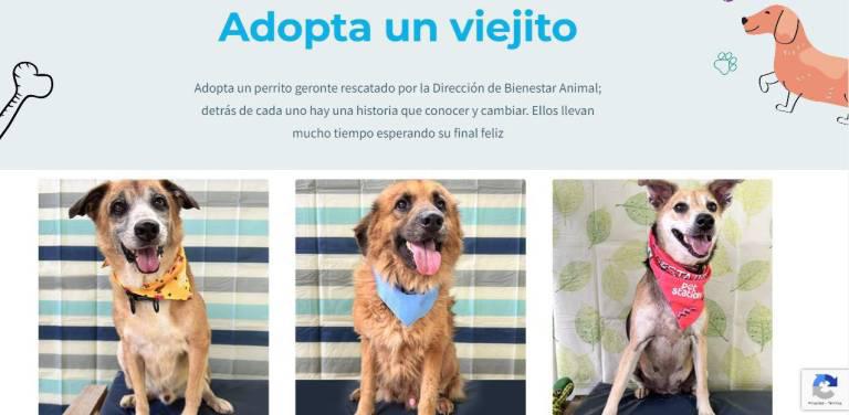 $!La página web tiene diversas secciones, incluso una en la que reúnen a los perritos más viejos de los refugios para que ciudadanos se sientan motivados a adoptarlos, principalmente por el tiempo que han permanecido sin hogar.