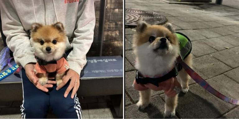 $!El perro pomerania que patrulla las calles de un distrito en Corea del Sur