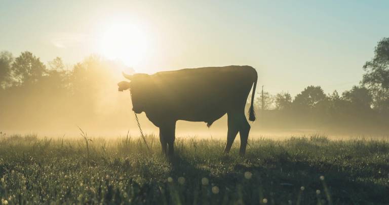 $!Un accidente en el que estuvo implicado un toro fue lo que precedió a la muerte de Ushca, aunque no se ha definido oficialmente como la causa de su muerte.