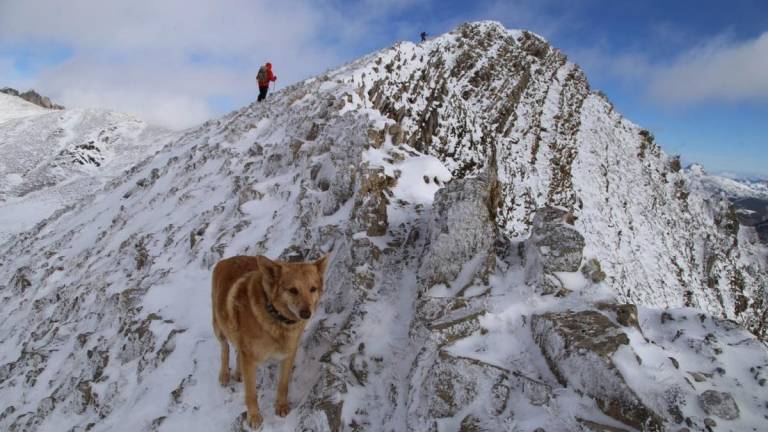 La increíble historia de 'Thor': El perrito que sobrevivió 16 días atrapado en una gélida montaña