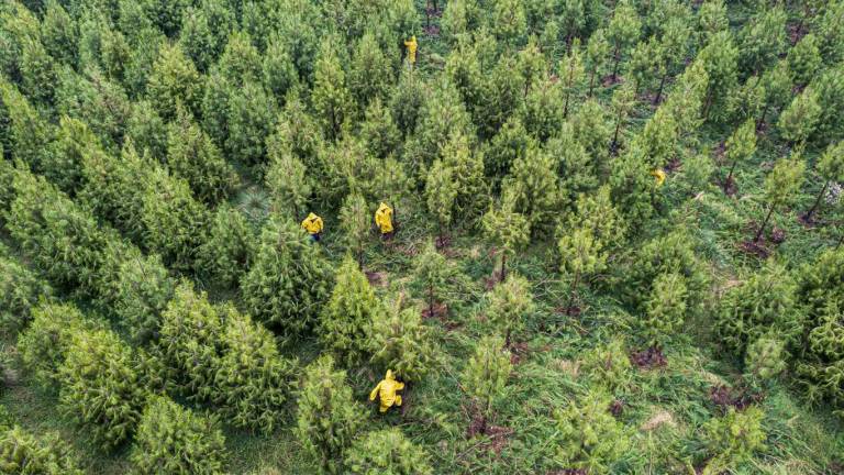 $!Aglomerados Cotopaxi es la primera empresa forestal del Ecuador en obtener la verificación de carbono negativo y Acción Positiva por el Clima.