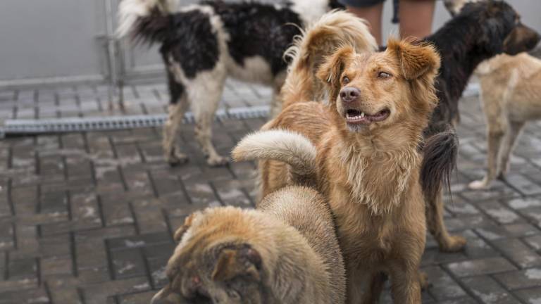 $!Un grupo de perritos rescatados en un refugio.