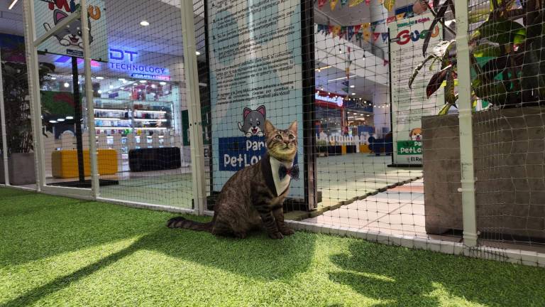 Ciudad comercial El Recreo, en Quito, inaugura la 'Zona Miau' con juegos interactivos para gatos