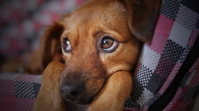 ¿Cómo reducir el estrés y miedo que tu mascota puede llegar a sentir por la pirotecnia?