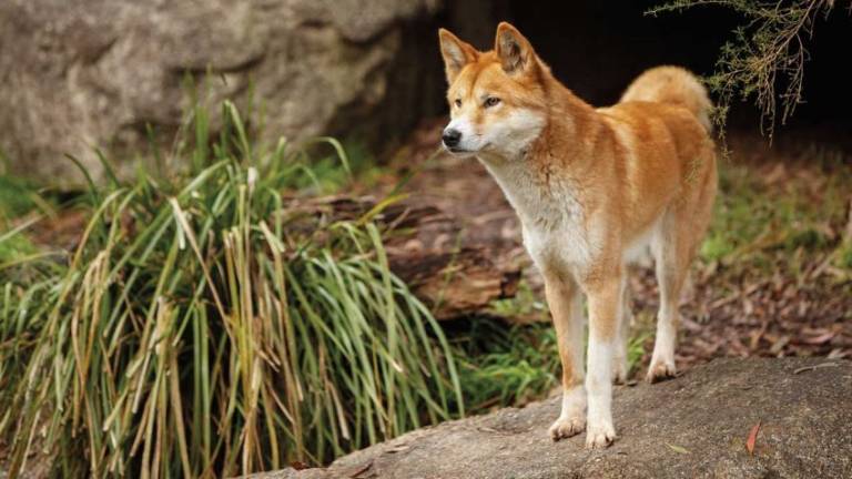 El dingo es una especie única de Australia