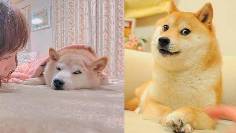 $!Muere Kabosu, la icónica perra que inspiró el meme Doge y la criptomoneda Dogecoin