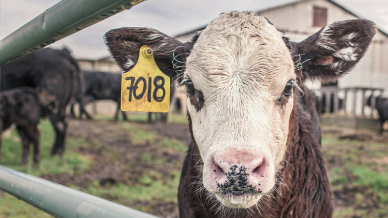 ¿Alienígenas o satanismo? La mutilación de toros que inquieta en EEUU