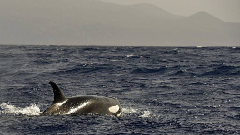 Científicos graban por primera vez la cacería de orcas con una ballena azul como presa