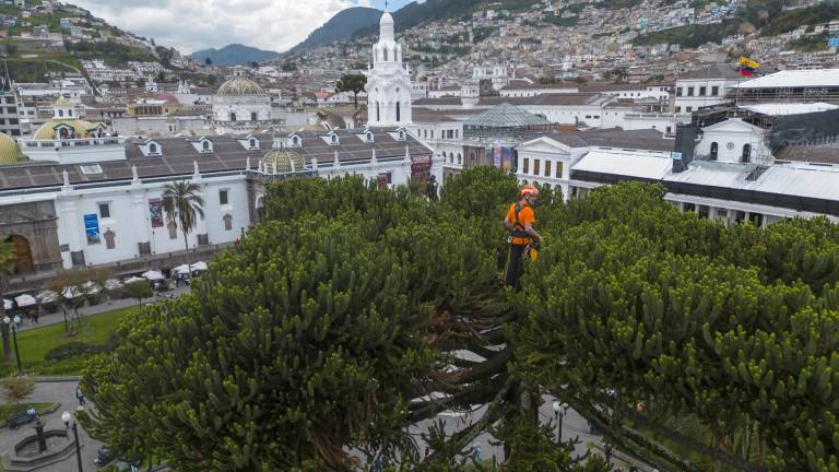 $!Tras trepar a la araucaria, en Quito, el italiano dijo a EFE que notó algo de sequedad en el árbol, pero no es peligroso.