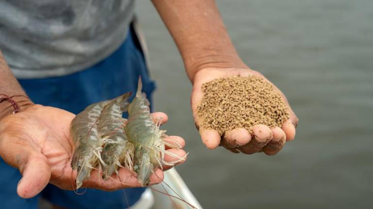 $!Los aditivos han contribuido a la integridad intestinal del camarón, a un mayor aprovechamiento del alimento y a la mejora de la calidad del agua de las piscinas.