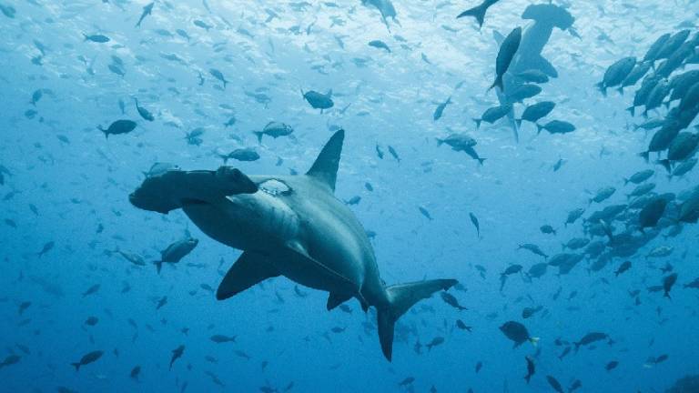 La travesía de un tiburón martillo: de Galápagos a Costa Rica