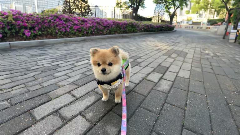 El perro pomerania que patrulla las calles de un distrito en Corea del Sur