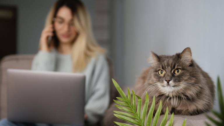 $!Un gatito con su tutora en su lugar de trabajo.