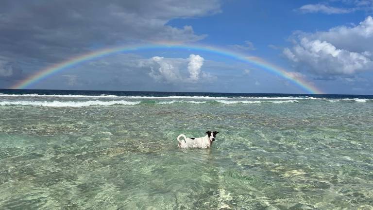 La inusual amistad de una perrita co un tiburón nodriza