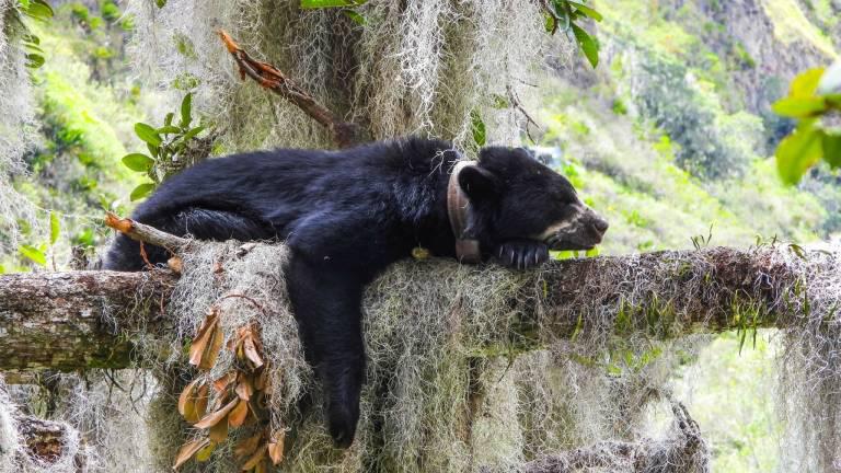 $!El oso de anteojos, en peligro de extinción, su preservación es trascendental para los ecosistemas de Ecuador.