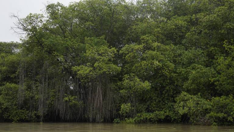 Sundaris en la isla Santay: El misterioso arribo de una especie exótica de Asia en el manglar ecuatoriano