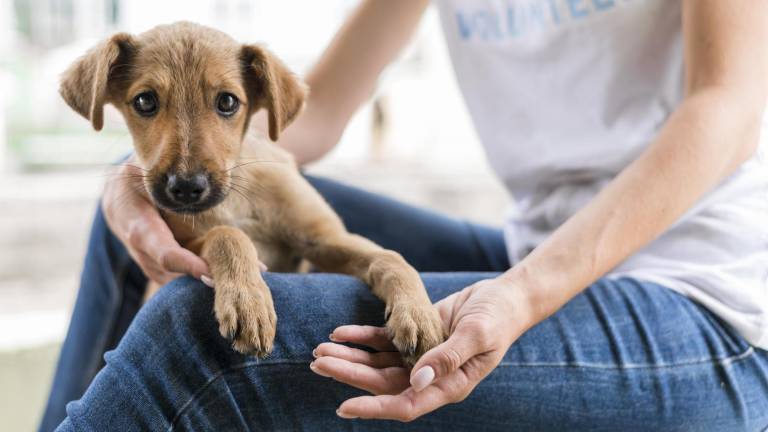 Feria de adopción en Samborondón: ¡Dale un hogar a un peludito!