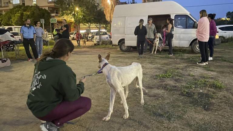 Un refugio en medio de la tormenta: el Sporting Benimaclet se convierte en salvavidas para mascotas tras la DANA en Valencia