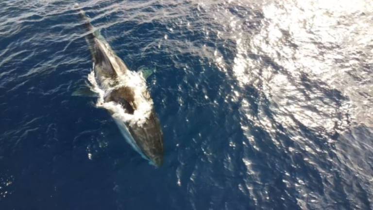 La ballena de 20 metros sin cola avistada por la costa italiana