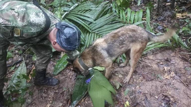 La operación continúa hasta recuperar a Wilson: Fuerzas Militares de Colombia no se retirarán de la selva hasta encontrar al can extraviado