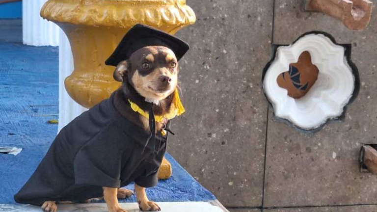 Canelo, el perro sin hogar que se graduó de una escuela en México y conmueve con su historia