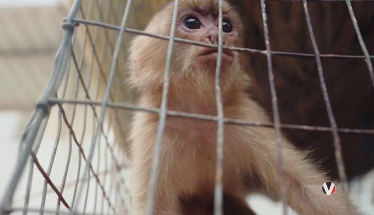 $!Pese a que han sido reconocidos como animales en peligro crítico de extinción en Ecuador, los monos capuchinos de cara blanca siguen siendo ampliamente comercializados y mascotizados.