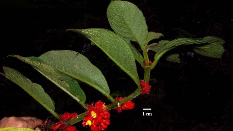 Fotografía de la Drymonia tomentosa.