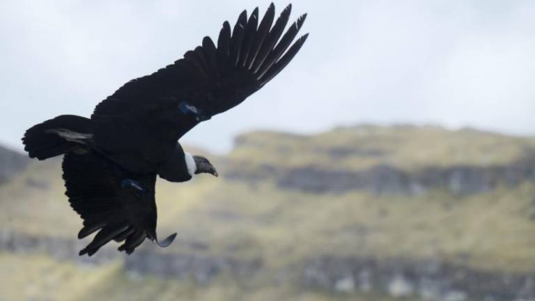 El cóndor: Un ave en peligro que sustenta la frágil relación con los Andes