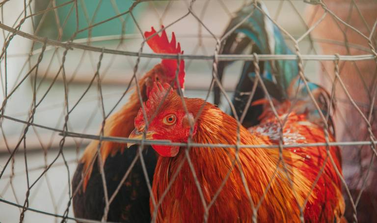 $!Fotografía referencial de gallinas que pasan toda su vida dentro de una jaula de bateria.