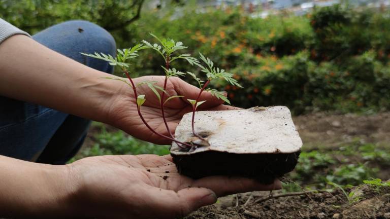 Una vez que la planta sembrada con papel semilla crece, es tiempo de trasplantarla, como se ve en la foto.