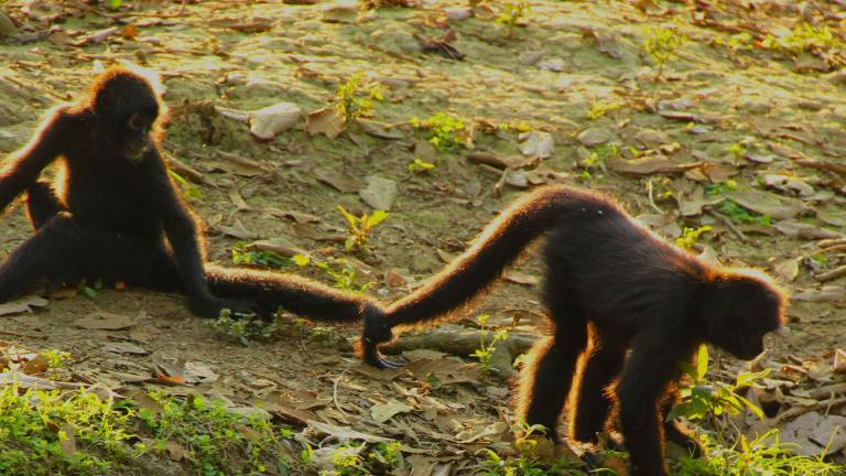Reintroducen a 24 monos araña a su hábitat natural por primera vez en Ecuador