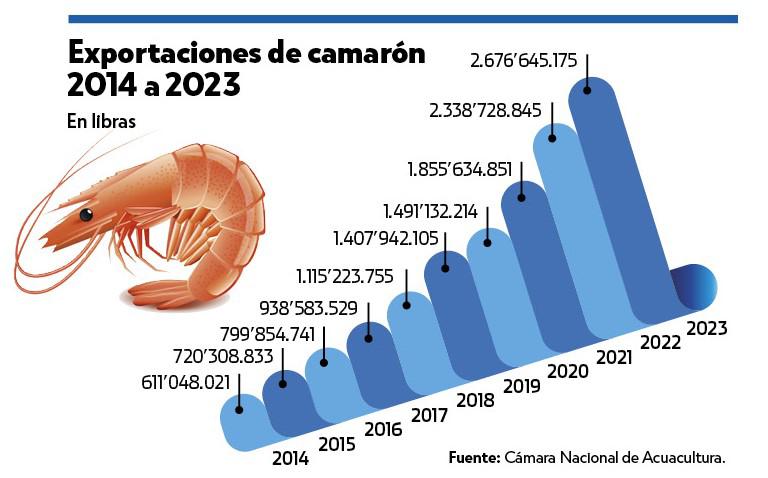 $!Enfriamiento económico impactó este año al camarón ecuatoriano