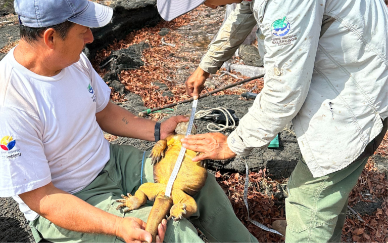 $!Técnicos del Parque Nacional Galápagos estudian uno de los ejemplares de la población de iguanas amarillas de Bahía Cartago.