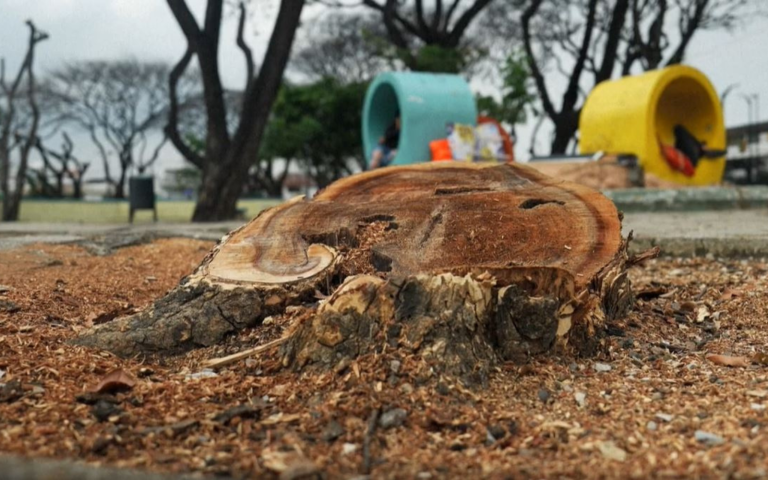 $!Fotografía de un árbol cortado en un área verde de Guayaquil. Atrás hay árboles que siguen en pie, pero su follaje ha desaparecido.