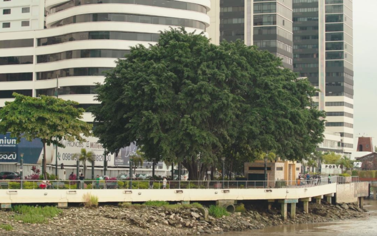 $!Fotografía que muestra uno de los pocos árboles que se yerguen en el Puerto Santa, sitio emblemático de Guayaquil. Debido a la escasez de árboles, decenas de garzas de concentran allí de noche.