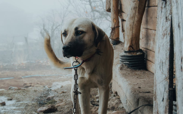 $!Fotografía referencial de un perro atado con una cadena, lo cual restringe su movimiento natural y los lleva a cuadros de estrés que pueden devenir en autolesiones.