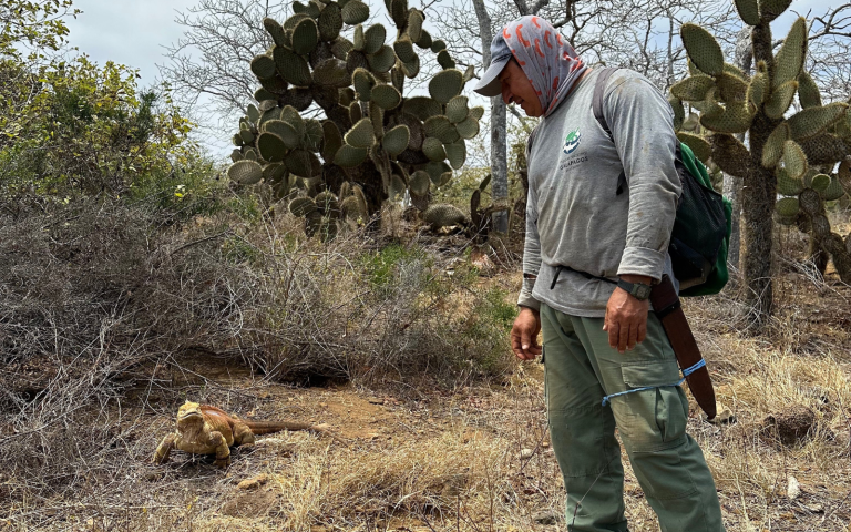 $!Uno de los guías del Parque Nacional Galápagos mira a una iguana amarilla.