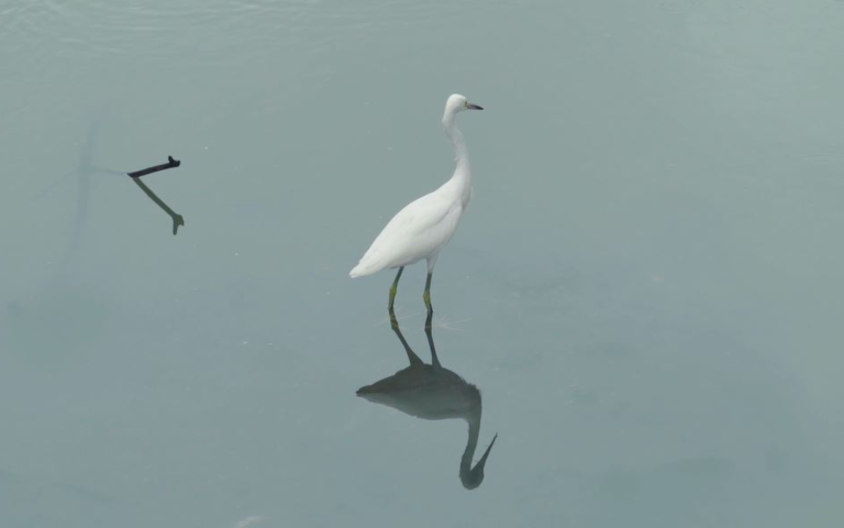 $!Fotografía de una garza caminando en el estero de la Plaza Guayarte, otro lugar insigne de la ciudad portuaria y uno de los pocos en los que se pueden avistar grandes grupos de estas aves.