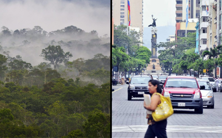 $!Tras ser separada de su madre, Sofía fue trasladada a un entorno totalmente distinto al de su hábitat natural. Esquivando autos, asustada de los ciudadanos, rondó por las calles de la urbe portuaria, desnutrida y estresada, hasta que fue rescatada por las autoridades.