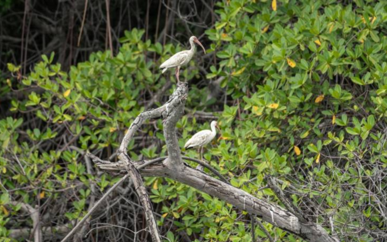 $!Garzas posándose sobre las raíces de un manglar.