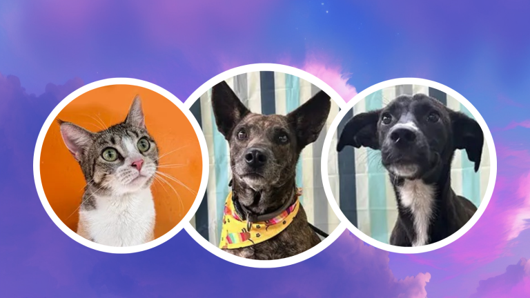 Ciudadanos podrán conocer a perros y gatos en adopción en la Plaza Guayarte y Supercines este sábado 11 de mayo, en Guayaquil