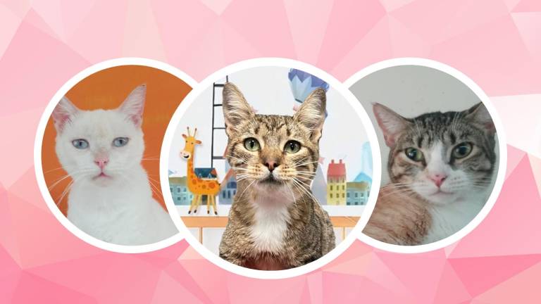 Gatitos podrán ser adoptados en la Plaza Guayarte este sábado 28 de septiembre