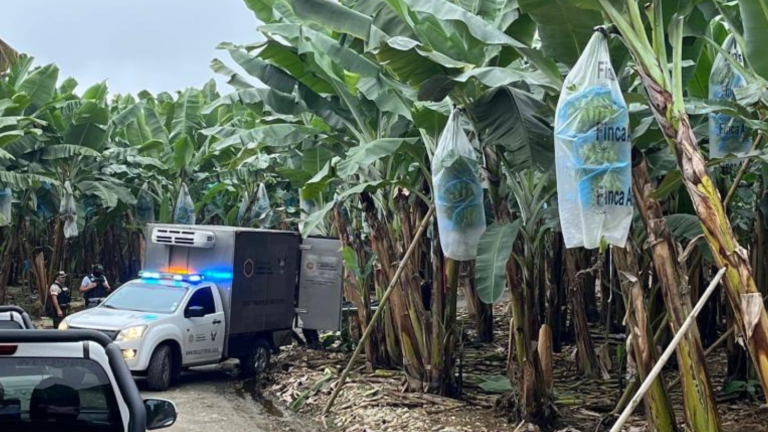 Los cadáveres de tres jóvenes fueron encontrados en una bananera del cantón Santa Rosa