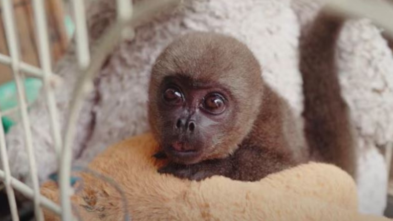 El tráfico de fauna silvestre acabó con la vida de Sofía, una monita chorongo que fue rescatada en Guayaquil