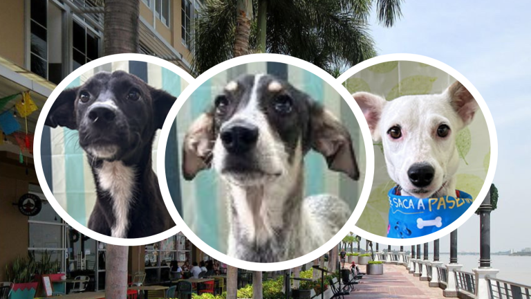 Perritos estarán en adopción en el Puerto Santa Ana este sábado 31 de agosto