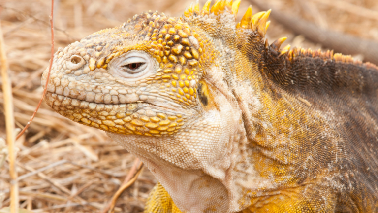 Fotografía de una iguana amarilla de Bahía Cartago.