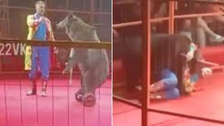 Oso ataca a entrenador frente a decenas de niños durante un espectáculo de circo en Rusia