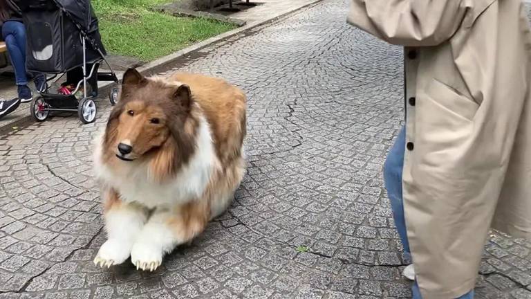 Hombre japonés que gastó más de 14 mil dólares en disfraz realista de border collie anuncia que quiere ser otro animal