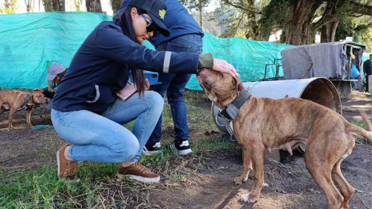 Clausuran criadero ilegal de perros en Quito, por el cual implicado podría ser sancionado con multa de más de $15.000