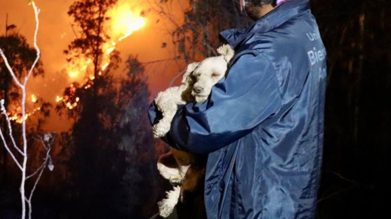 Auxilian a animales atrapados en medio de las llamas de los incendios forestales en Quito